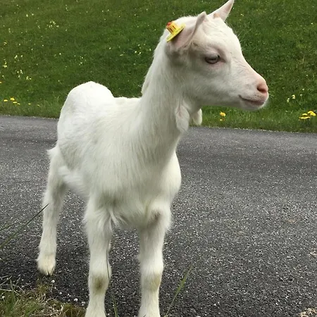 Hoerlbauer-leogang *