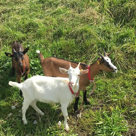 Hoerlbauer-leogang Leogang
