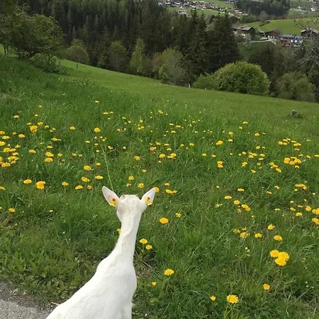 Hoerlbauer-leogang アパート レオガング