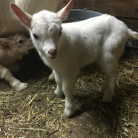 Hoerlbauer-leogang レオガング