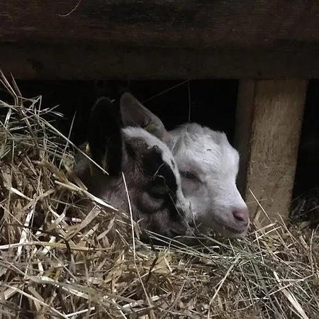 アパート Hoerlbauer-leogang