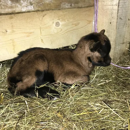 Hoerlbauer-leogang アパート *