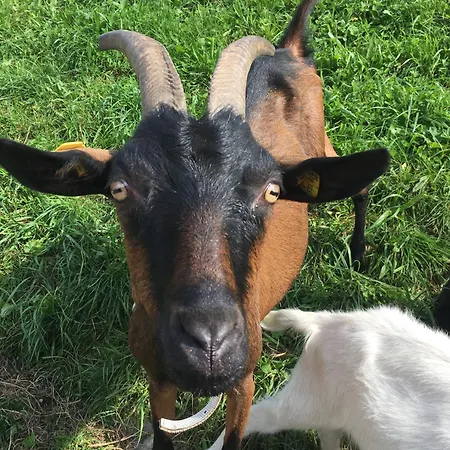 Hoerlbauer-leogang アパート