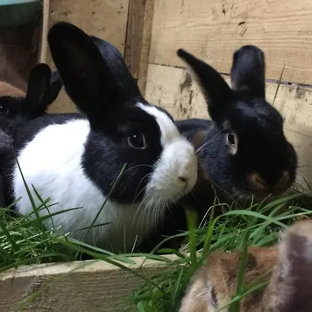 Apartment Hoerlbauer-leogang *