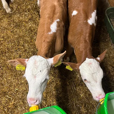 Hoerlbauer-leogang *