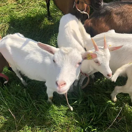 Hoerlbauer-leogang アパート