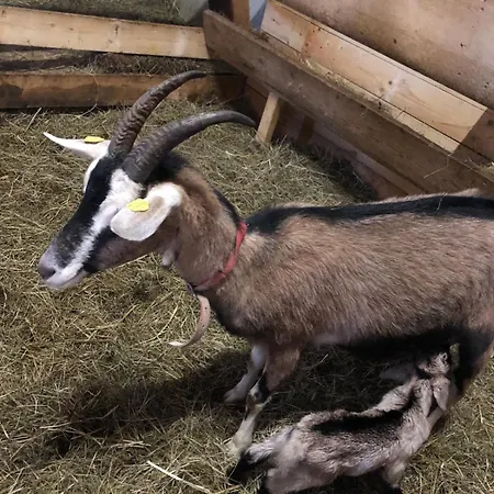 Hoerlbauer-leogang * レオガング