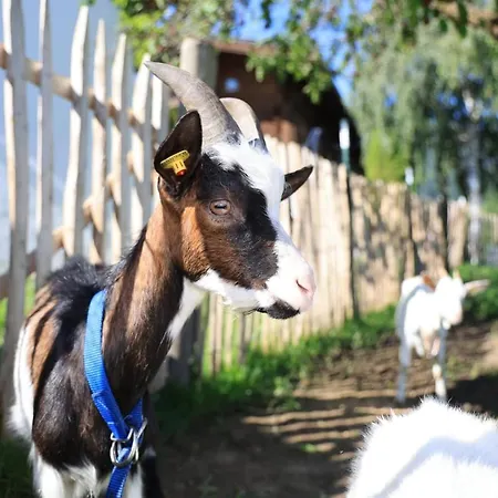 Hoerlbauer-leogang *