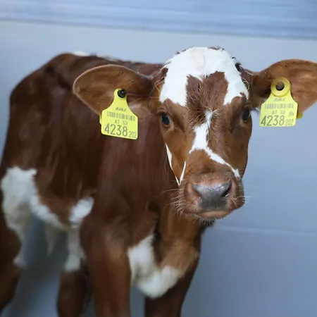 Hoerlbauer-leogang Apartamento *