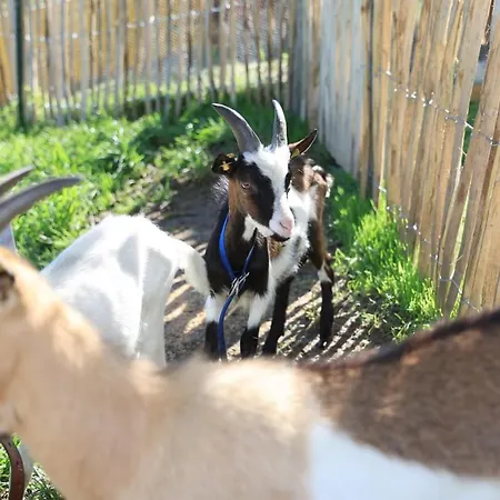 アパート Hoerlbauer-leogang