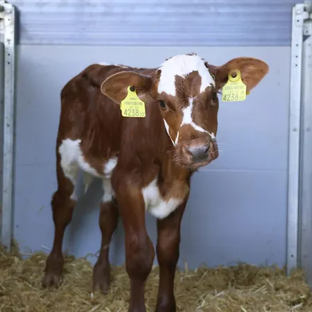 Hoerlbauer-leogang アパート レオガング