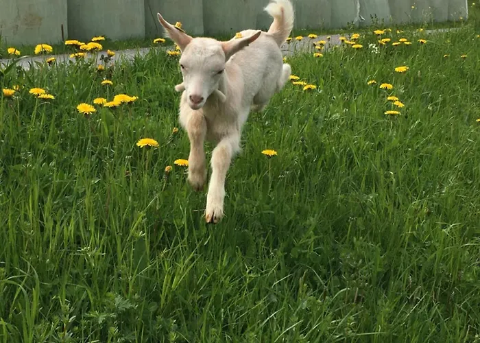 Hoerlbauer-leogang Apartamento *