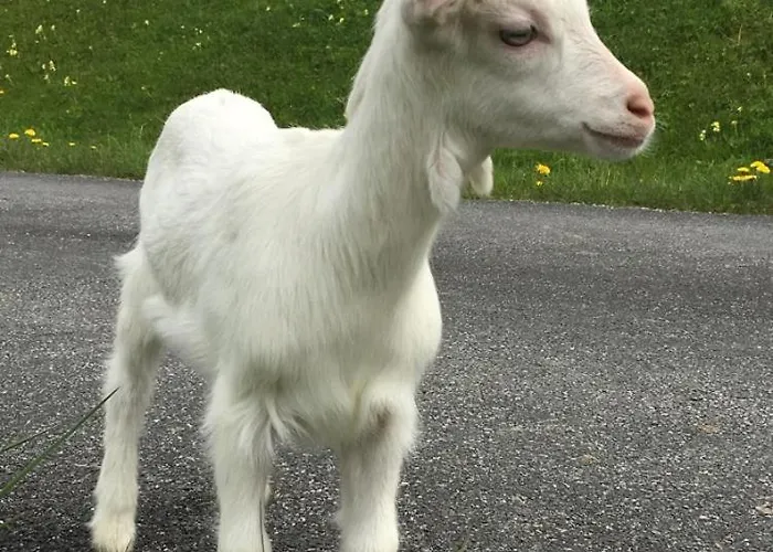 Hoerlbauer-leogang *