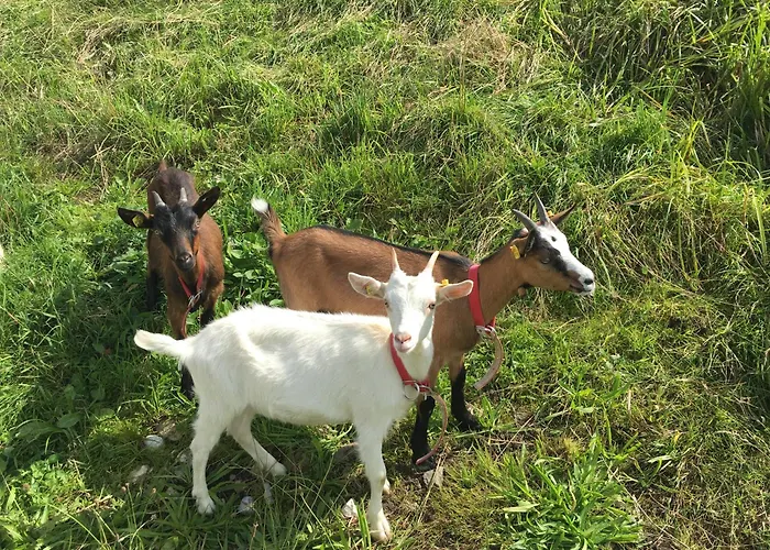 Hoerlbauer-leogang Леоганг