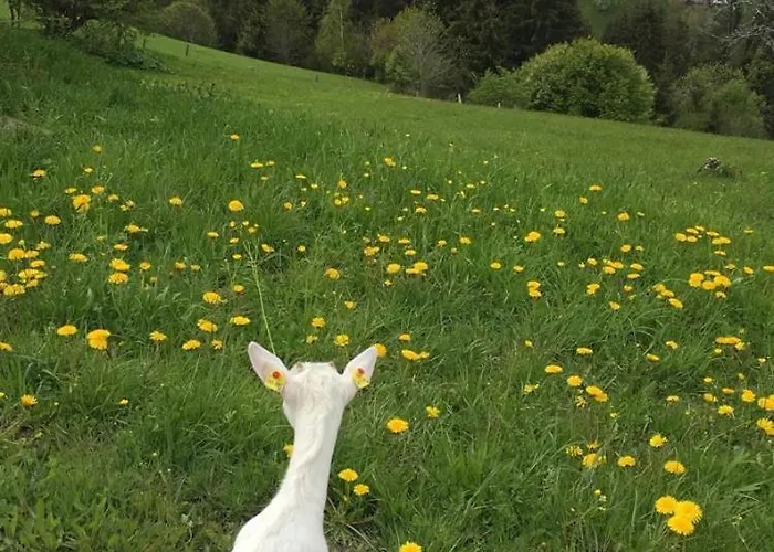 Hoerlbauer-leogang 아파트 레오강