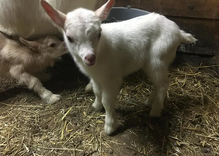 Hoerlbauer-leogang Леоганг