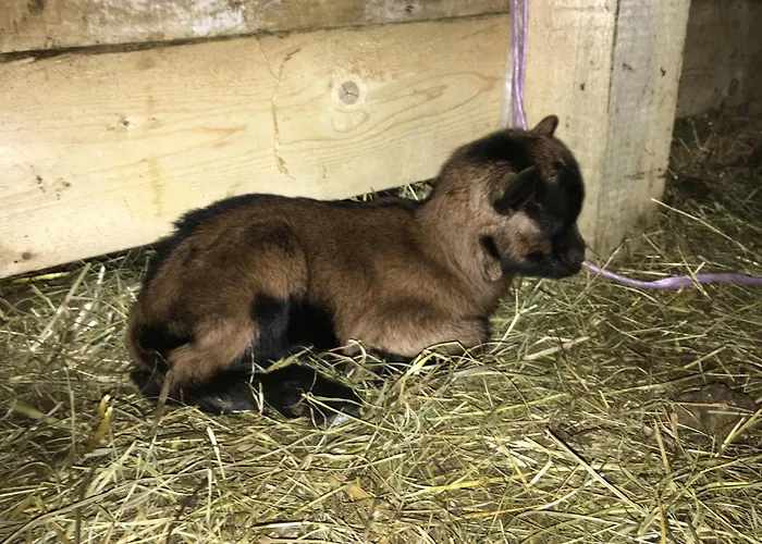 Hoerlbauer-leogang Апартаменты *