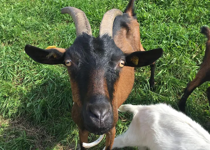 Hoerlbauer-leogang Apartamento