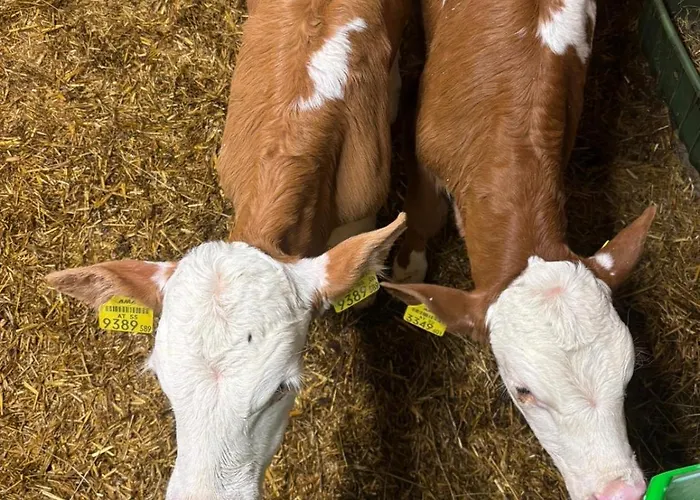 Hoerlbauer-leogang *