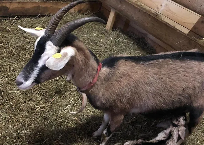 Hoerlbauer-leogang * 레오강