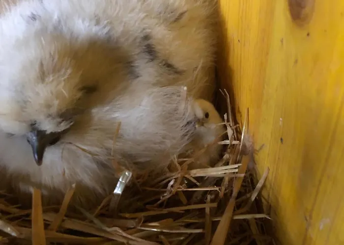 Hoerlbauer-leogang Апартаменты