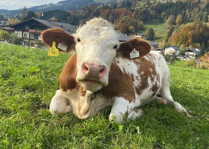 Hoerlbauer-leogang 아파트 레오강