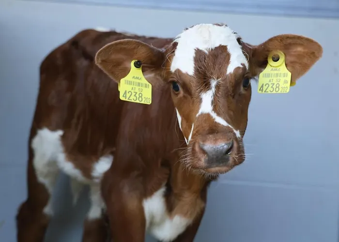 Hoerlbauer-leogang Апартаменты *