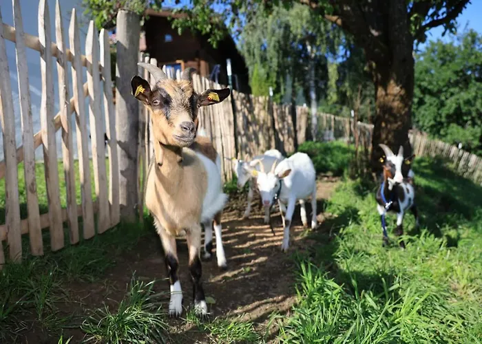 Hoerlbauer-leogang *
