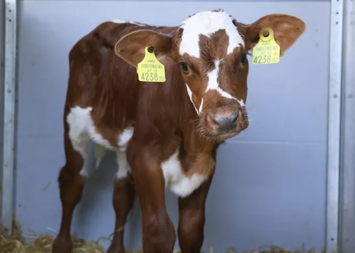 Hoerlbauer-leogang Апартаменты Леоганг